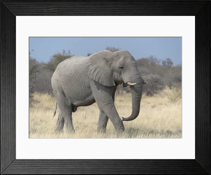 Framed Print : African Bush Elephant -Loxodonta africana-, Etosha National Park, Namibia Framed Print : African Bush Elephant -Loxodonta africana-, Etosha National Park, Namibia