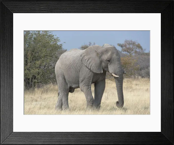 Framed Print : African Bush Elephant -Loxodonta africana-, Etosha National Park, Namibia Framed Print : African Bush Elephant -Loxodonta africana-, Etosha National Park, Namibia