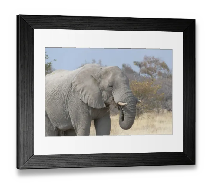 Framed Print : African Bush Elephant -Loxodonta africana-, eating, Etosha National Park, Namibia Framed Print : African Bush Elephant -Loxodonta africana-, eating, Etosha National Park, Namibia