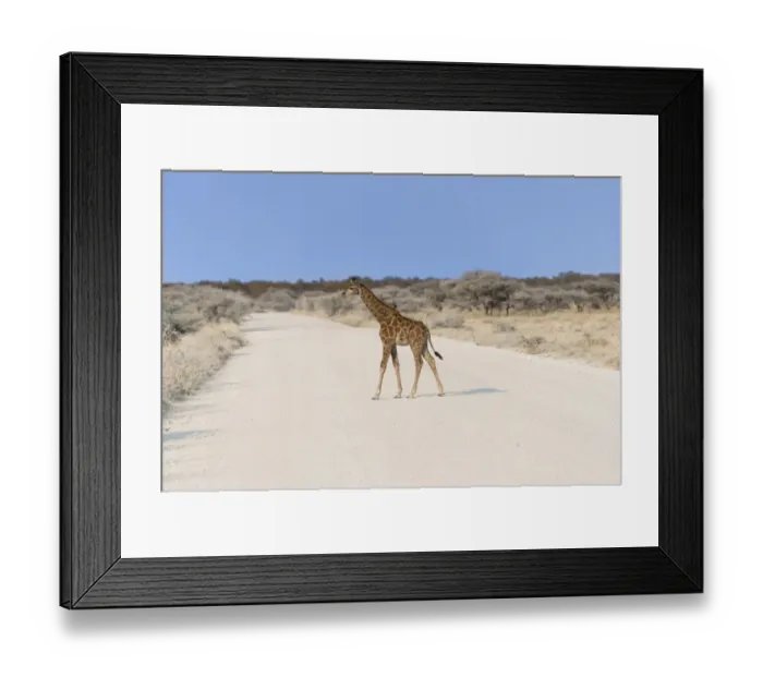 Framed Print : Giraffe -Giraffa camelopardis-, calf crossing a road, Etosha National Park, Namibia Framed Print : Giraffe -Giraffa camelopardis-, calf crossing a road, Etosha National Park, Namibia