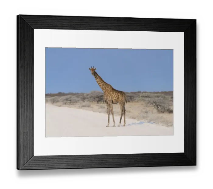 Framed Print : Giraffe -Giraffa camelopardis- crossing a road, Etosha National Park, Namibia Framed Print : Giraffe -Giraffa camelopardis- crossing a road, Etosha National Park, Namibia