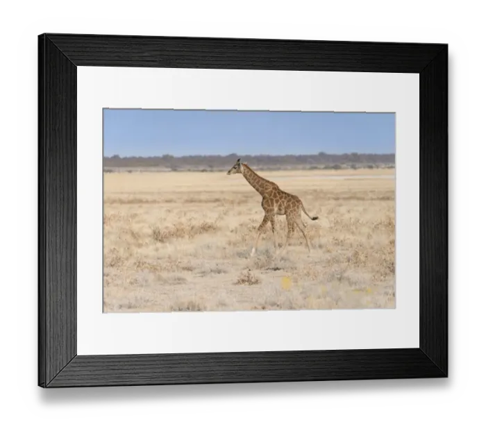 Framed Print : Giraffe -Giraffa camelopardis-, calf, Etosha salt pan, Etosha National Park, Namibia Framed Print : Giraffe -Giraffa camelopardis-, calf, Etosha salt pan, Etosha National Park, Namibia