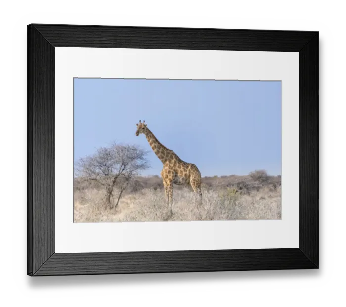 Framed Print : Giraffe -Giraffa camelopardis-, Etosha National Park, Namibia Framed Print : Giraffe -Giraffa camelopardis-, Etosha National Park, Namibia