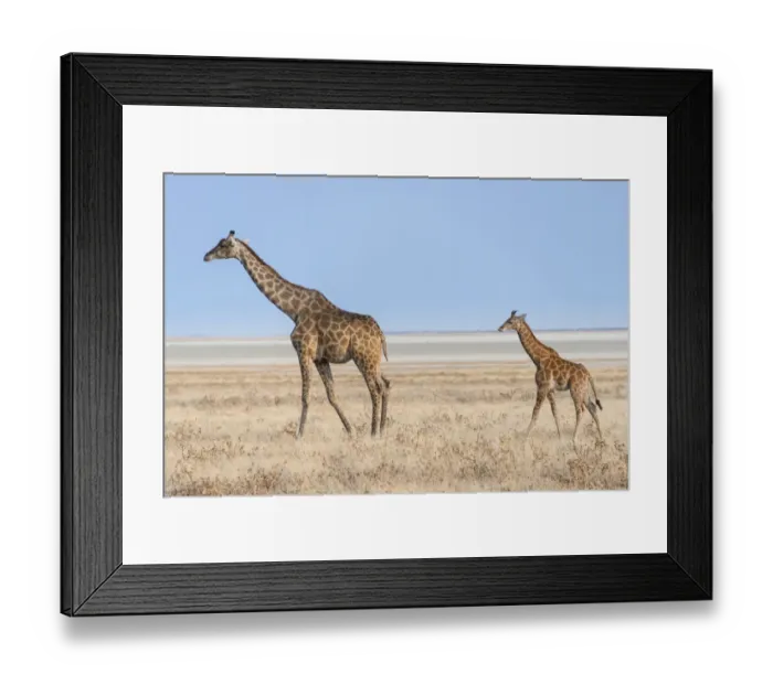 Framed Print : Giraffe -Giraffa camelopardis- with a calf, Etosha salt pan, Etosha National Park, Namibia Framed Print : Giraffe -Giraffa camelopardis- with a calf, Etosha salt pan, Etosha National Park, Namibia