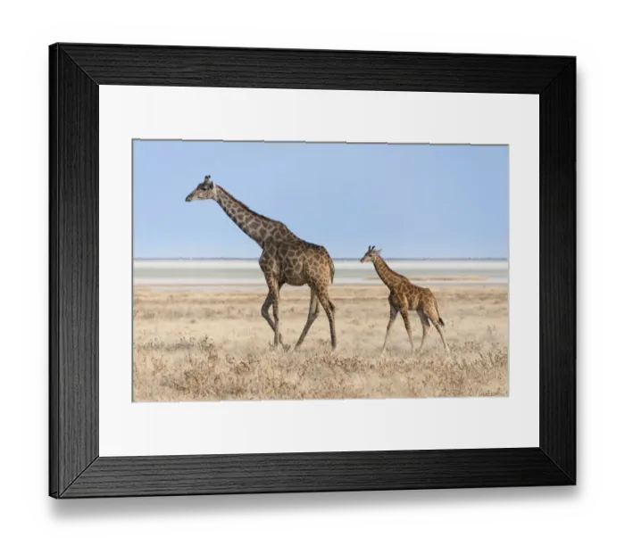 Framed Print : Giraffe -Giraffa camelopardis- with a calf, Etosha salt pan, Etosha National Park, Namibia Framed Print : Giraffe -Giraffa camelopardis- with a calf, Etosha salt pan, Etosha National Park, Namibia