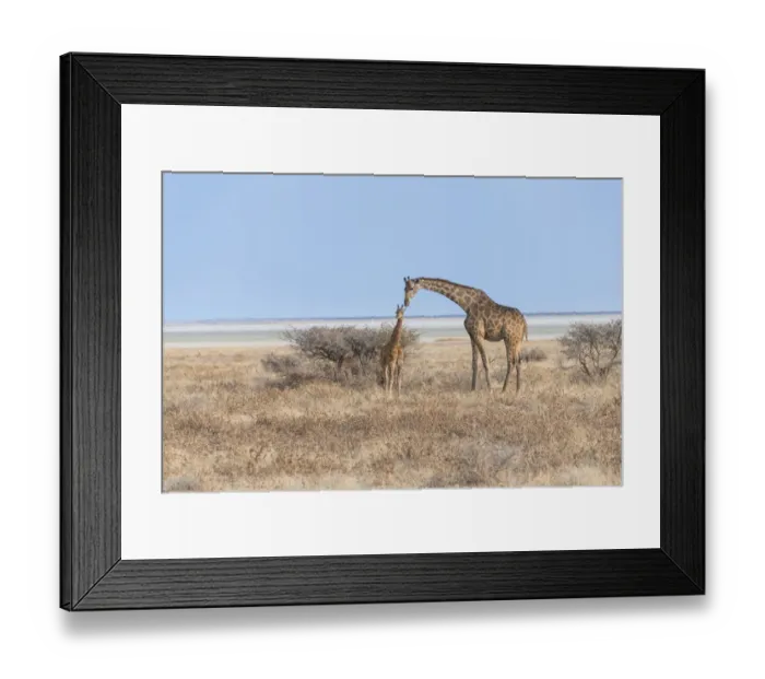 Framed Print : Giraffe -Giraffa camelopardis- with a calf, Etosha salt pan, Etosha National Park, Namibia Framed Print : Giraffe -Giraffa camelopardis- with a calf, Etosha salt pan, Etosha National Park, Namibia