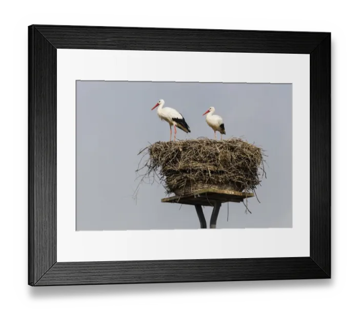 Framed Print : White storks -Ciconia ciconia- on the nest, Warnsdorf, Ratekau, Schleswig-Holstein, Germany Framed Print : White storks -Ciconia ciconia- on the nest, Warnsdorf, Ratekau, Schleswig-Holstein, Germany