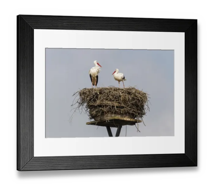 Framed Print : White storks -Ciconia ciconia- on the nest, Warnsdorf, Ratekau, Schleswig-Holstein, Germany Framed Print : White storks -Ciconia ciconia- on the nest, Warnsdorf, Ratekau, Schleswig-Holstein, Germany
