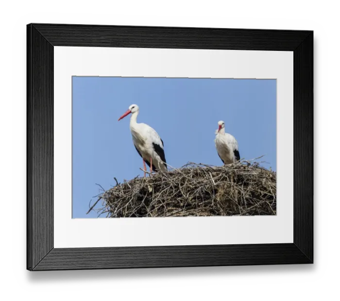 Framed Print : White storks -Ciconia ciconia- on the nest, Warnsdorf, Ratekau, Schleswig-Holstein, Germany
