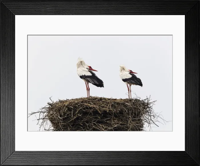 Framed Print : White storks -Ciconia ciconia- on the nest, Warnsdorf, Ratekau, Schleswig-Holstein, Germany