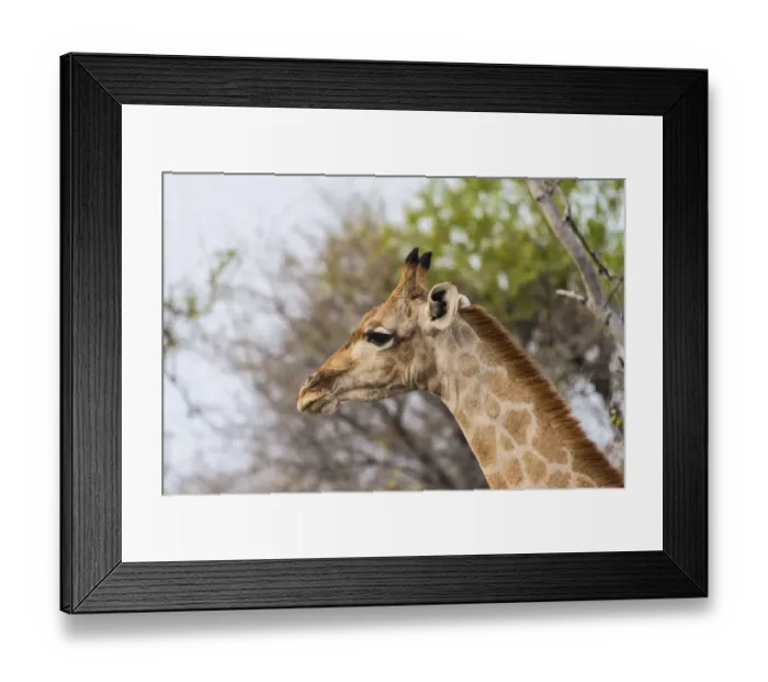 Framed Print : Giraffe -Giraffa camelopardis-, portrait, Etosha National Park, Namibia Framed Print : Giraffe -Giraffa camelopardis-, portrait, Etosha National Park, Namibia
