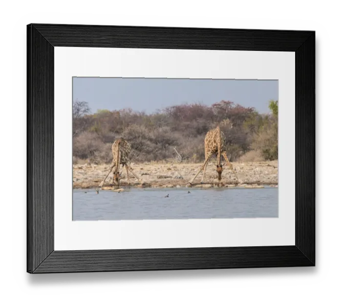 Framed Print : Giraffes -Giraffa camelopardis- drinking, Klein Namutoni water hole, Etosha National Park, Namibia Framed Print : Giraffes -Giraffa camelopardis- drinking, Klein Namutoni water hole, Etosha National Park, Namibia