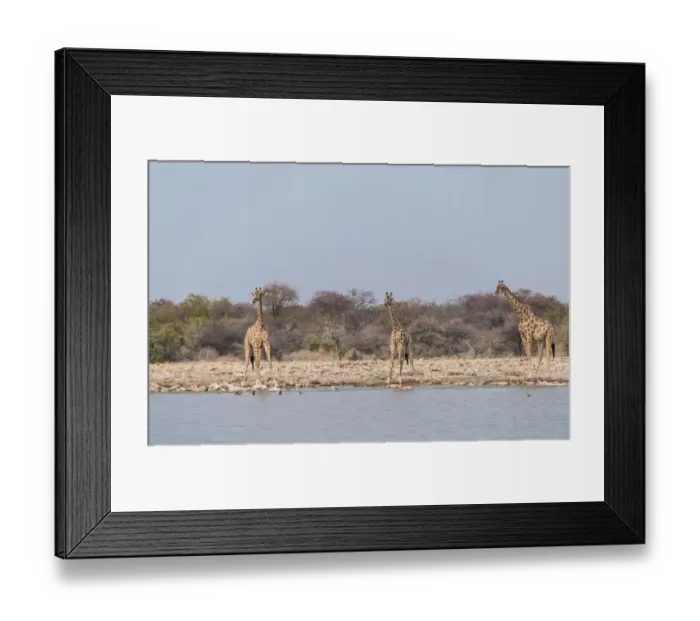 Framed Print : Giraffes -Giraffa camelopardis- drinking, Klein Namutoni water hole, Etosha National Park, Namibia Framed Print : Giraffes -Giraffa camelopardis- drinking, Klein Namutoni water hole, Etosha National Park, Namibia