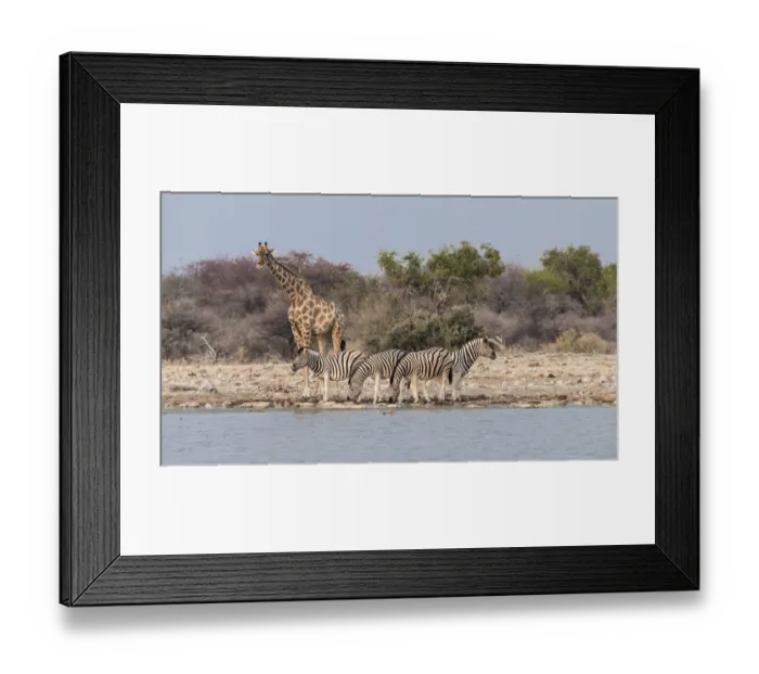 Framed Print : Giraffe -Giraffa camelopardis- and Burchells Zebraa -Equus quagga burchellii-, Klein Namutoni water hole, Etosha National Park, Namibia Framed Print : Giraffe -Giraffa camelopardis- and Burchells Zebraa -Equus quagga burchellii-, Klein Namutoni water hole, Etosha National Park, Namibia