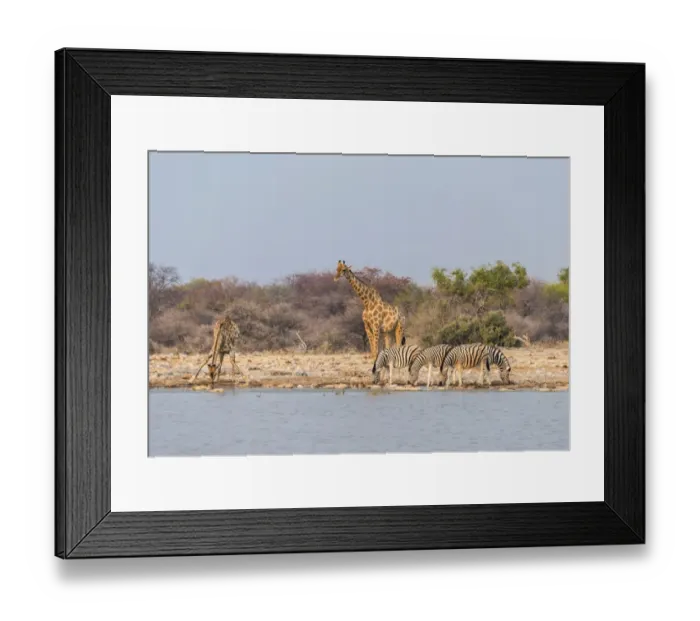 Framed Print : Giraffe -Giraffa camelopardis- and Burchells Zebraa -Equus quagga burchellii-, Klein Namutoni water hole, Etosha National Park, Namibia Framed Print : Giraffe -Giraffa camelopardis- and Burchells Zebraa -Equus quagga burchellii-, Klein Namutoni water hole, Etosha National Park, Namibia