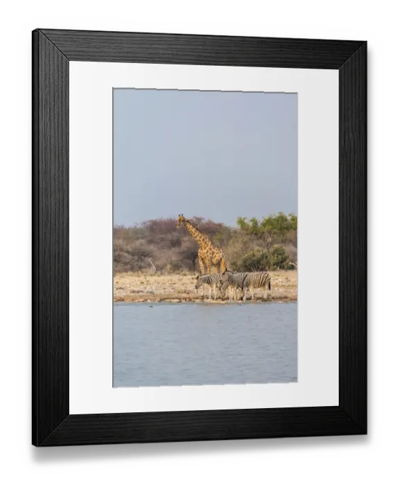 Framed Print : Giraffe -Giraffa camelopardis- and Burchells Zebraa -Equus quagga burchellii-, Klein Namutoni water hole, Etosha National Park, Namibia Framed Print : Giraffe -Giraffa camelopardis- and Burchells Zebraa -Equus quagga burchellii-, Klein Namutoni water hole, Etosha National Park, Namibia