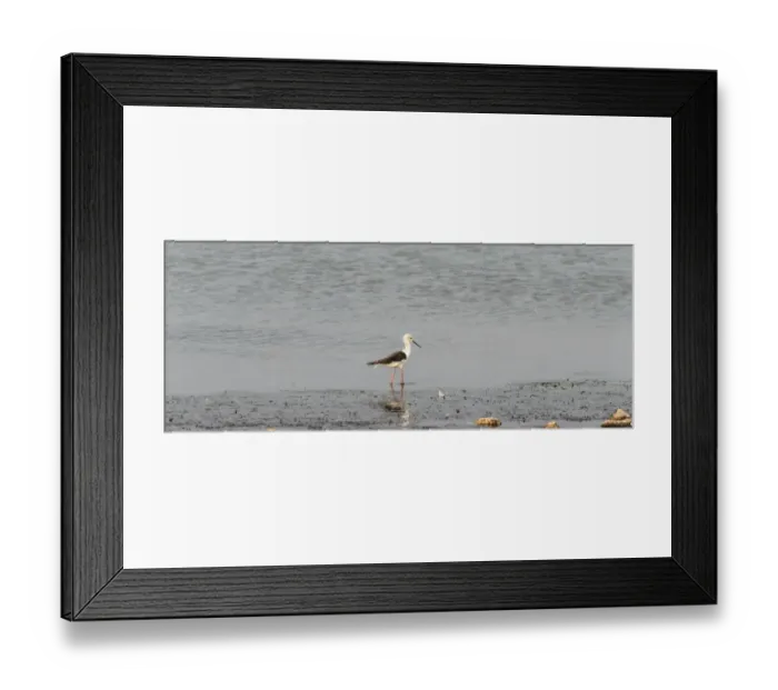 Framed Print : Black-winged Stilt -Himantopus himantopus-, Klein Namutoni water-hole, Etosha National Park, Namibia