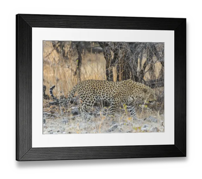 Framed Print : Leopard -Panthera pardus- walking before dry bushes, Etosha National Park, Namibia
