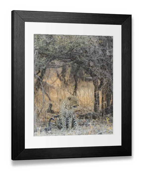 Framed Print : Leopard -Panthera pardus- sitting under a dry tree on stony ground, Etosha National Park, Namibia Framed Print : Leopard -Panthera pardus- sitting under a dry tree on stony ground, Etosha National Park, Namibia