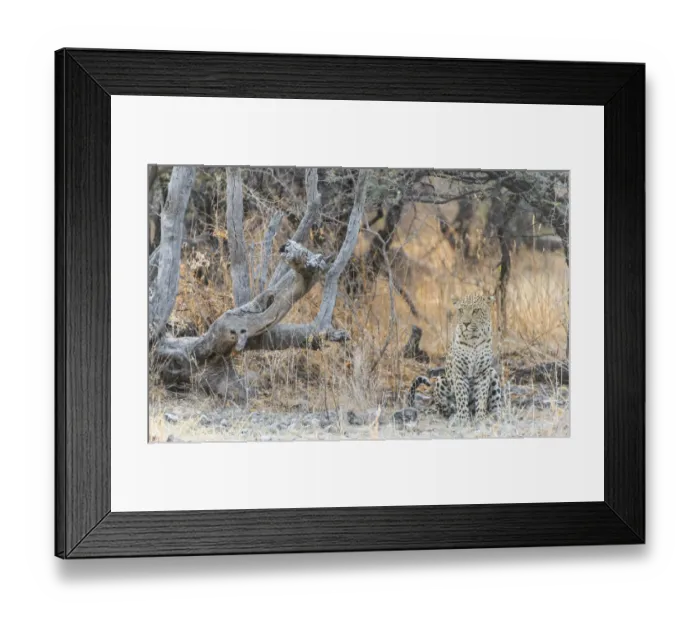 Framed Print : Leopard -Panthera pardus- sitting under a dry tree on stony ground, Etosha National Park, Namibia