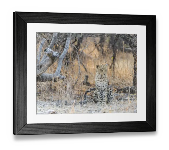 Framed Print : Leopard -Panthera pardus- sitting under a dry tree on stony ground, Etosha National Park, Namibia