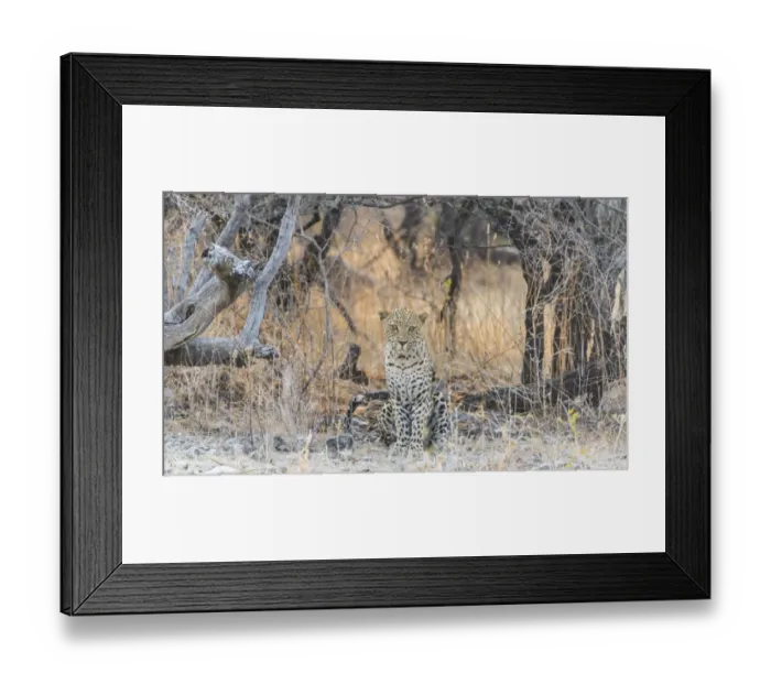 Framed Print : Leopard -Panthera pardus- sitting under a dry tree on stony ground, Etosha National Park, Namibia