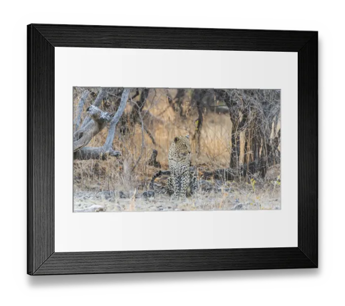 Framed Print : Leopard -Panthera pardus- sitting under a dry tree on stony ground, Etosha National Park, Namibia Framed Print : Leopard -Panthera pardus- sitting under a dry tree on stony ground, Etosha National Park, Namibia