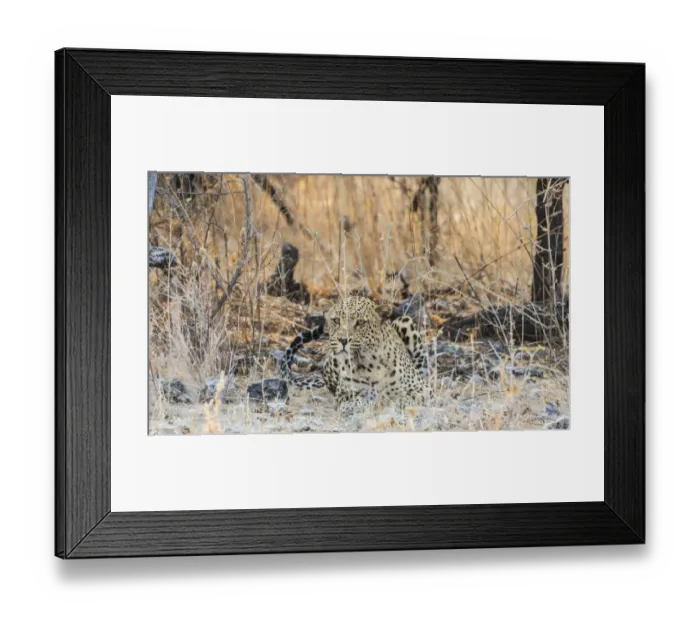Framed Print : Leopard -Panthera pardus- lying camouflaged on stony ground, Etosha National Park, Namibia Framed Print : Leopard -Panthera pardus- lying camouflaged on stony ground, Etosha National Park, Namibia