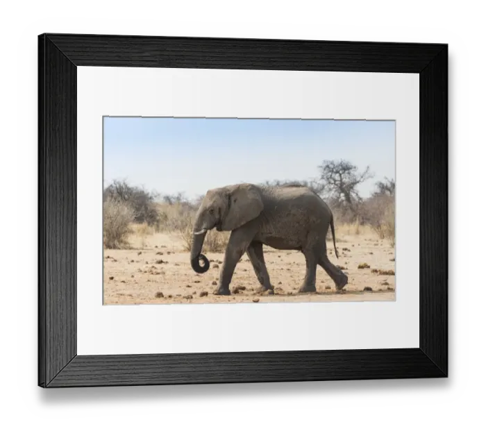 Framed Print : African Bush Elephant -Loxodonta africana-, Etosha National Park, Namibia Framed Print : African Bush Elephant -Loxodonta africana-, Etosha National Park, Namibia