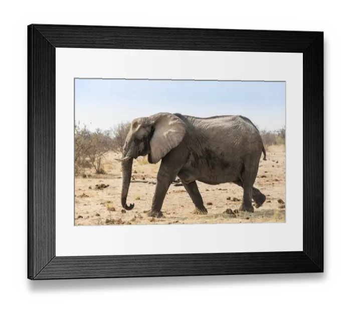 Framed Print : African Bush Elephant -Loxodonta africana-, Etosha National Park, Namibia
