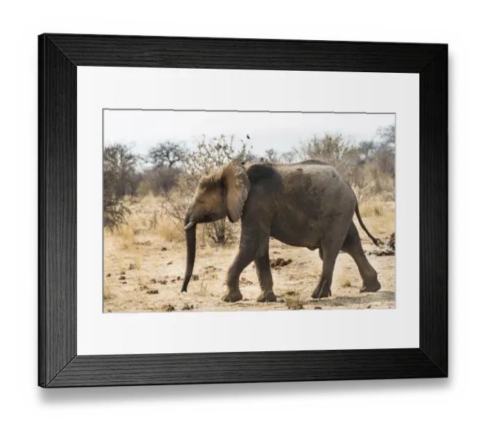 Framed Print : Young African Bush Elephant -Loxodonta africana-, Etosha National Park, Namibia Framed Print : Young African Bush Elephant -Loxodonta africana-, Etosha National Park, Namibia