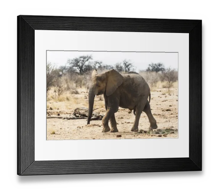 Framed Print : Young African Bush Elephant -Loxodonta africana-, Etosha National Park, Namibia Framed Print : Young African Bush Elephant -Loxodonta africana-, Etosha National Park, Namibia