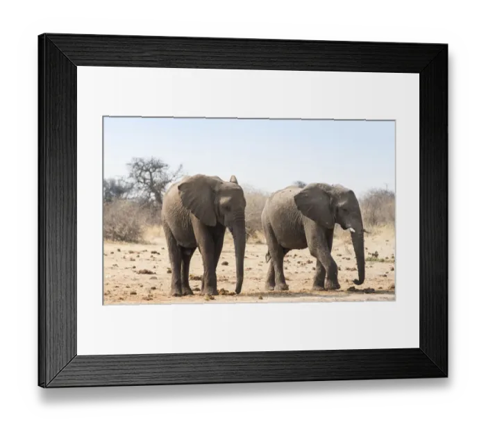 Framed Print : Two African Bush Elephants -Loxodonta africana-, Etosha National Park, Namibia Framed Print : Two African Bush Elephants -Loxodonta africana-, Etosha National Park, Namibia