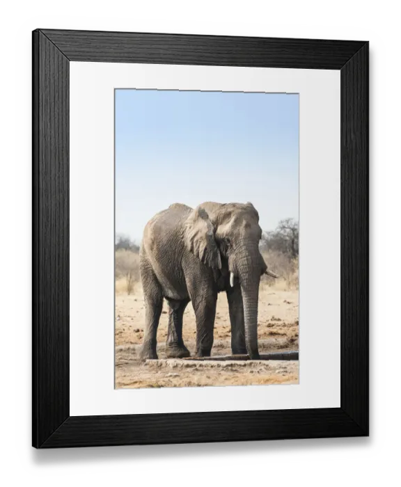 Framed Print : African Bush Elephant -Loxodonta africana- drinking at Tsumcor Waterhole, Etosha National Park, Namibia Framed Print : African Bush Elephant -Loxodonta africana- drinking at Tsumcor Waterhole, Etosha National Park, Namibia