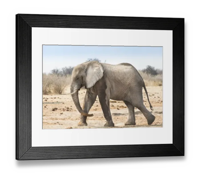 Framed Print : African Bush Elephant -Loxodonta africana-, Etosha National Park, Namibia