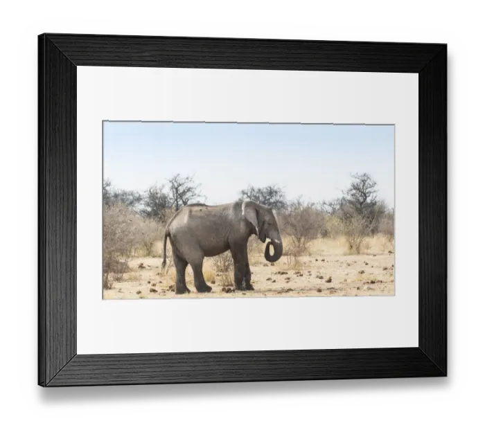 Framed Print : African Bush Elephant -Loxodonta africana-, Etosha National Park, Namibia