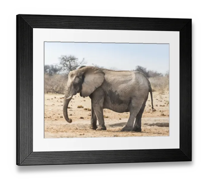 Framed Print : African Bush Elephant -Loxodonta africana-, Etosha National Park, Namibia