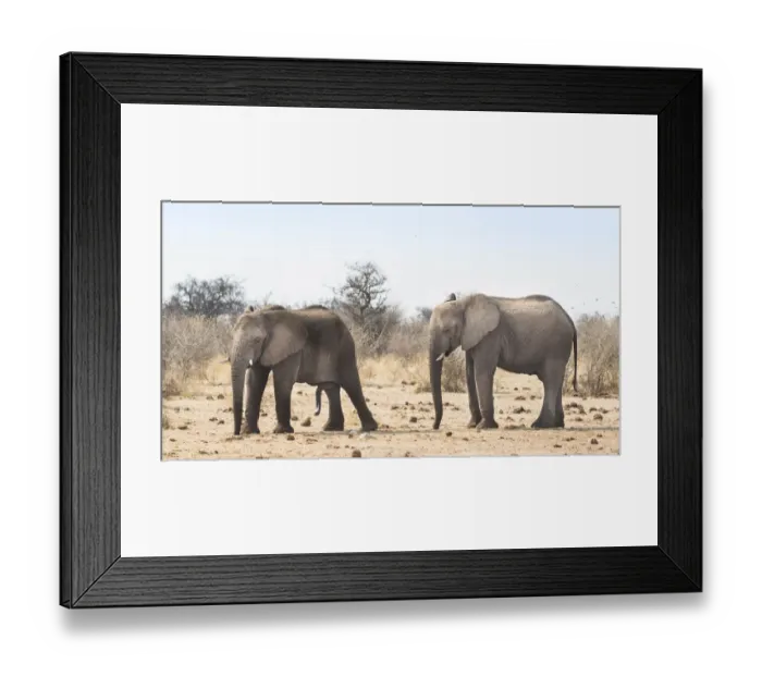 Framed Print : African Bush Elephants -Loxodonta africana-, Etosha National Park, Namibia