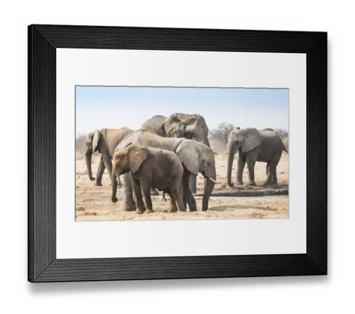 Framed Print : Herd of African Bush Elephants -Loxodonta africana-, Tsumcor Waterhole, Etosha National Park, Namibia