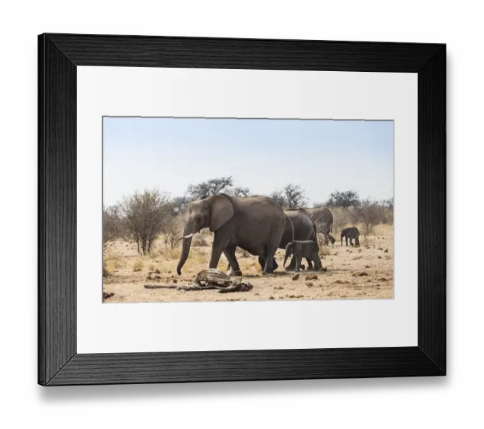 Framed Print : Small herd of African Bush Elephants -Loxodonta africana- marching with a calf past a skeleton of a giraffe, Etosha National Park, Namibia Framed Print : Small herd of African Bush Elephants -Loxodonta africana- marching with a calf past a skeleton of a giraffe, Etosha National Park, Namibia