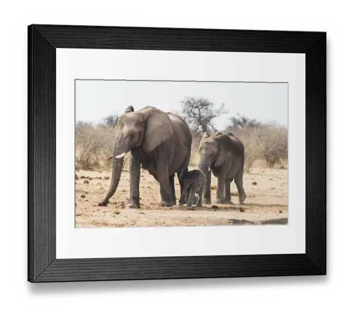 Framed Print : Small herd of African Bush Elephants -Loxodonta africana- marching with a calf, Etosha National Park, Namibia Framed Print : Small herd of African Bush Elephants -Loxodonta africana- marching with a calf, Etosha National Park, Namibia