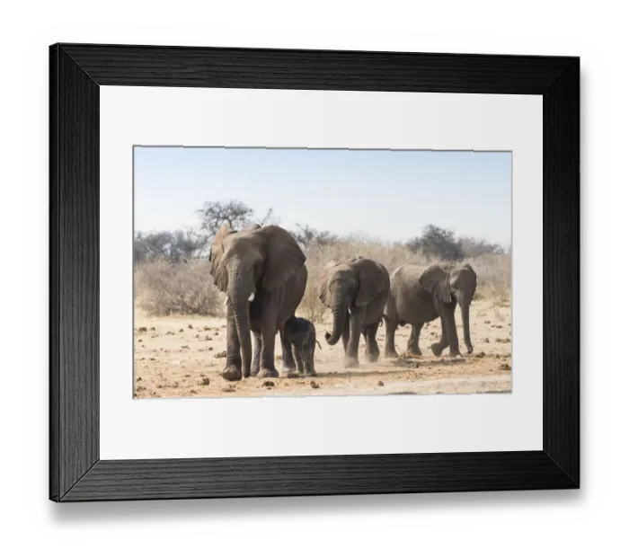 Framed Print : Small herd of African Bush Elephants -Loxodonta africana- marching with a calf, Etosha National Park, Namibia Framed Print : Small herd of African Bush Elephants -Loxodonta africana- marching with a calf, Etosha National Park, Namibia