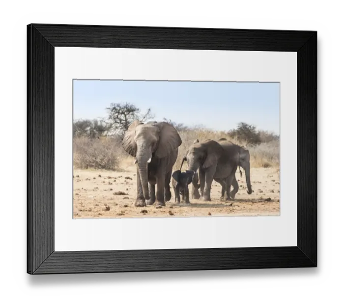 Framed Print : Small herd of African Bush Elephants -Loxodonta africana- marching with a calf, Etosha National Park, Namibia Framed Print : Small herd of African Bush Elephants -Loxodonta africana- marching with a calf, Etosha National Park, Namibia