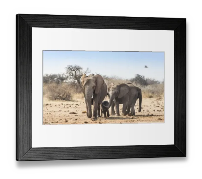 Framed Print : Small herd of African Bush Elephants -Loxodonta africana- marching with a calf, Etosha National Park, Namibia Framed Print : Small herd of African Bush Elephants -Loxodonta africana- marching with a calf, Etosha National Park, Namibia