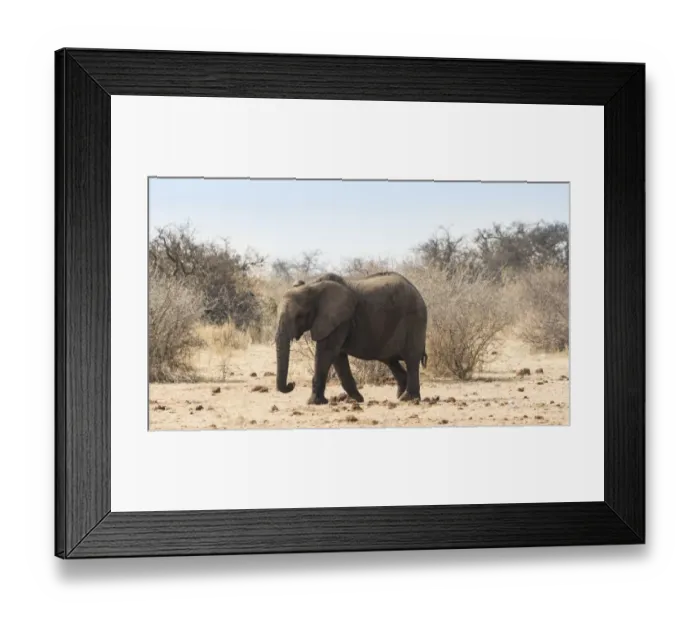Framed Print : African Bush Elephant -Loxodonta africana-, marching, Etosha National Park, Namibia Framed Print : African Bush Elephant -Loxodonta africana-, marching, Etosha National Park, Namibia