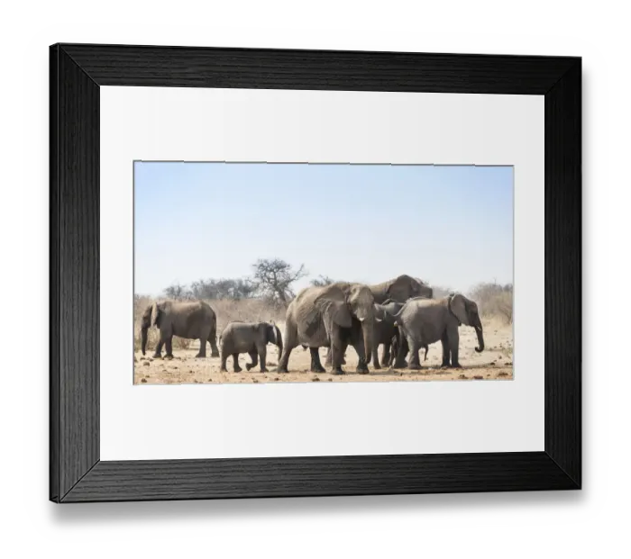 Framed Print : Herd of African Bush Elephants -Loxodonta africana-, Tsumcor Waterhole, Etosha National Park, Namibia Framed Print : Herd of African Bush Elephants -Loxodonta africana-, Tsumcor Waterhole, Etosha National Park, Namibia