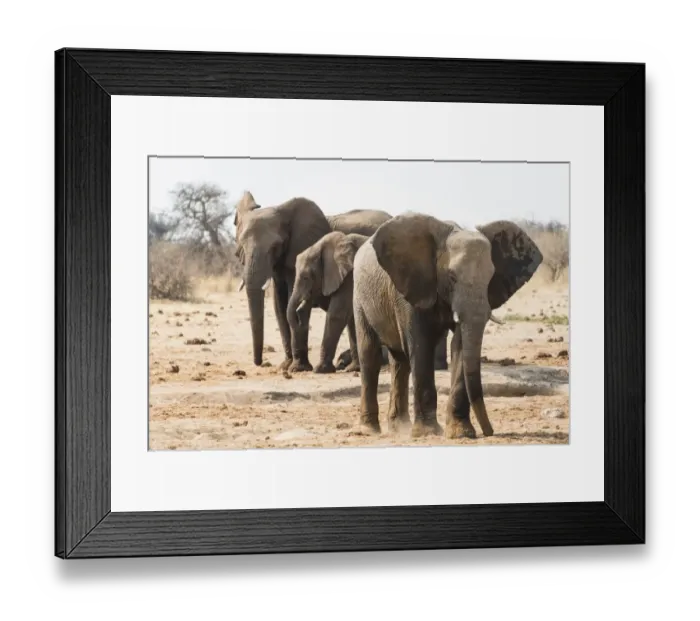Framed Print : African Bush Elephants -Loxodonta africana-, Tsumcor Waterhole, Etosha National Park, Namibia Framed Print : African Bush Elephants -Loxodonta africana-, Tsumcor Waterhole, Etosha National Park, Namibia