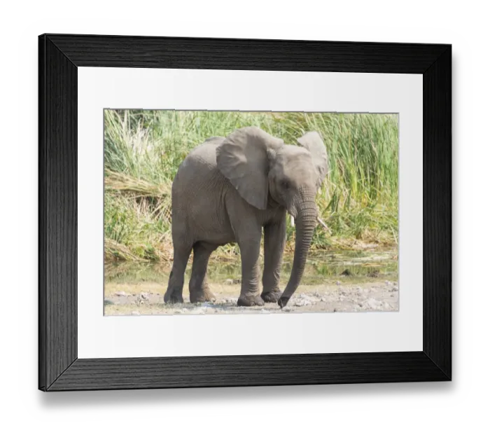 Framed Print : Young African Bush Elephant -Loxodonta africana- standing in front of reeds, Koinachas Waterhole, Etosha National Park, Namibia Framed Print : Young African Bush Elephant -Loxodonta africana- standing in front of reeds, Koinachas Waterhole, Etosha National Park, Namibia