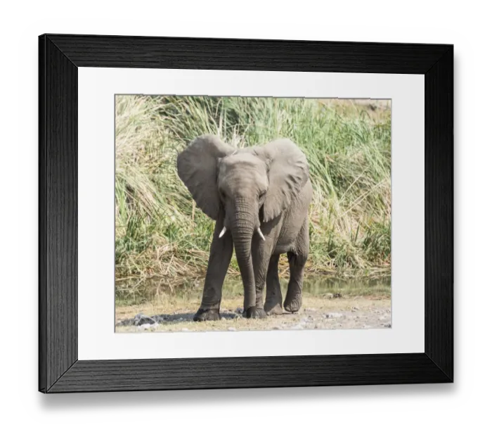 Framed Print : Young African Bush Elephant -Loxodonta africana- standing in front of reeds, Koinachas Waterhole, Etosha National Park, Namibia Framed Print : Young African Bush Elephant -Loxodonta africana- standing in front of reeds, Koinachas Waterhole, Etosha National Park, Namibia