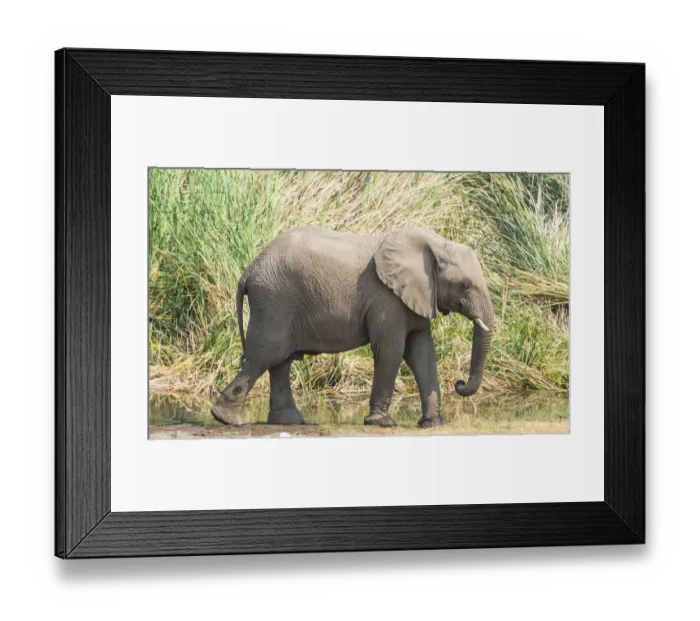 Framed Print : Young African Bush Elephant -Loxodonta africana- walking in front of reeds, Koinachas Waterhole, Etosha National Park, Namibia Framed Print : Young African Bush Elephant -Loxodonta africana- walking in front of reeds, Koinachas Waterhole, Etosha National Park, Namibia